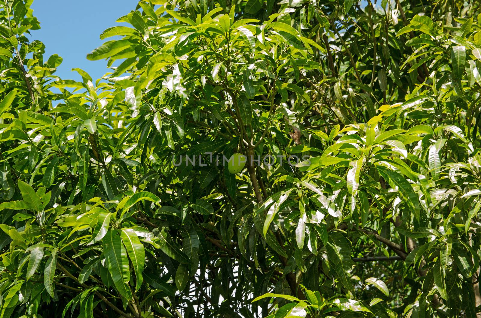 Large mango fruit growing on a tree in Tobago.