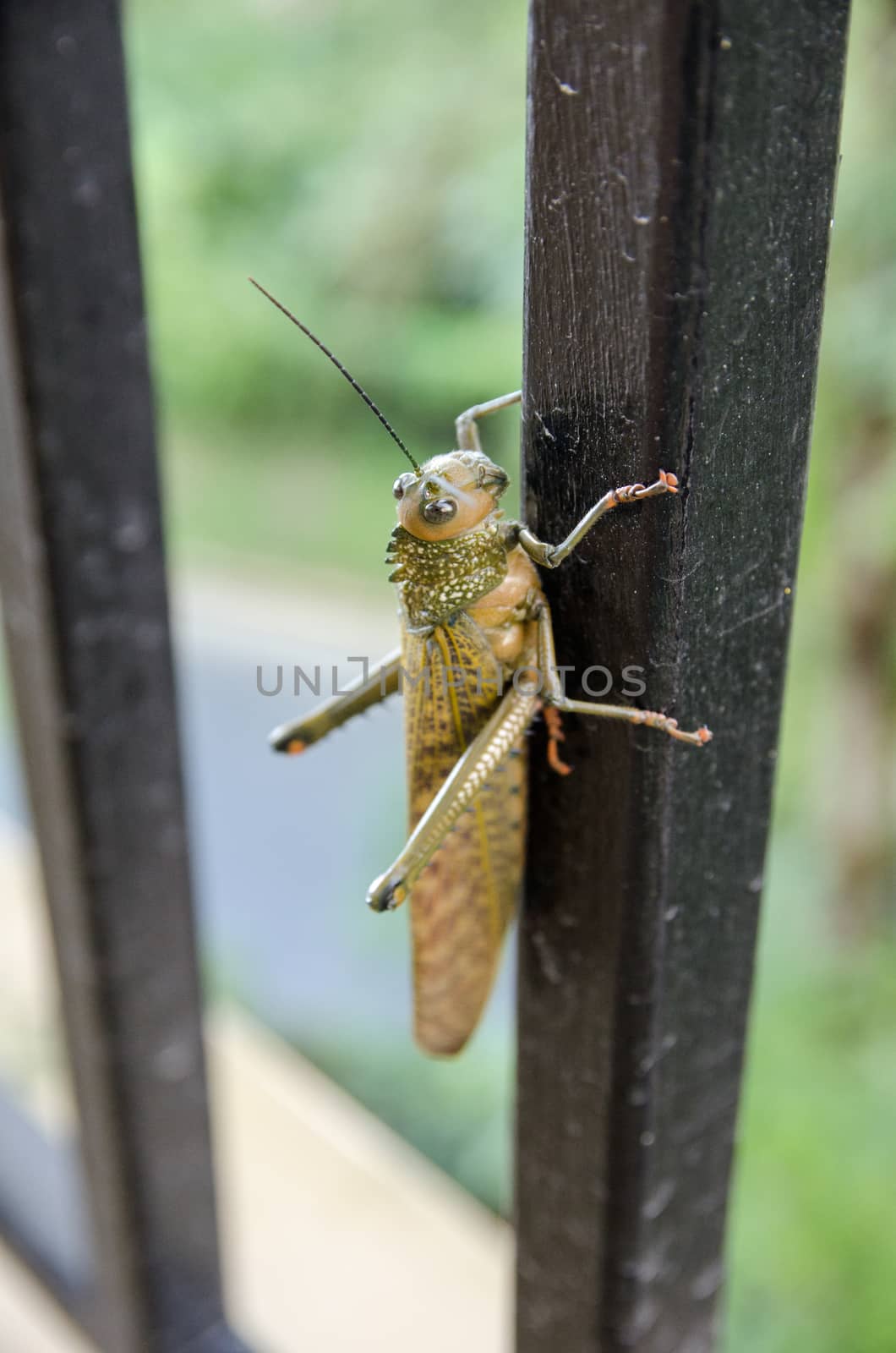 Giant Grasshopper, latin name Tropidacris cristata, resting on a metal fence in Tobago.