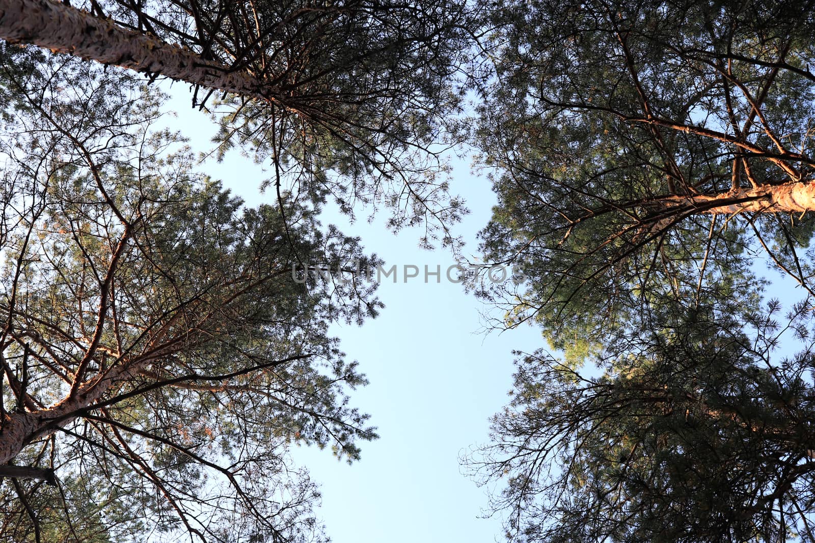 Pine forest tops landscape. Coniferous wood trees. Summer romantic nature.