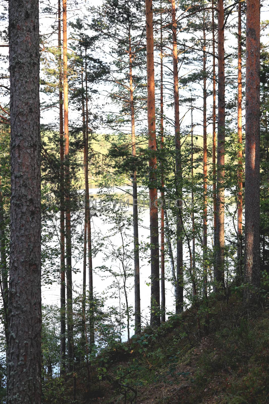 Pine forest slope landscape. Coniferous wood trees. Summer romantic nature. by sanches812