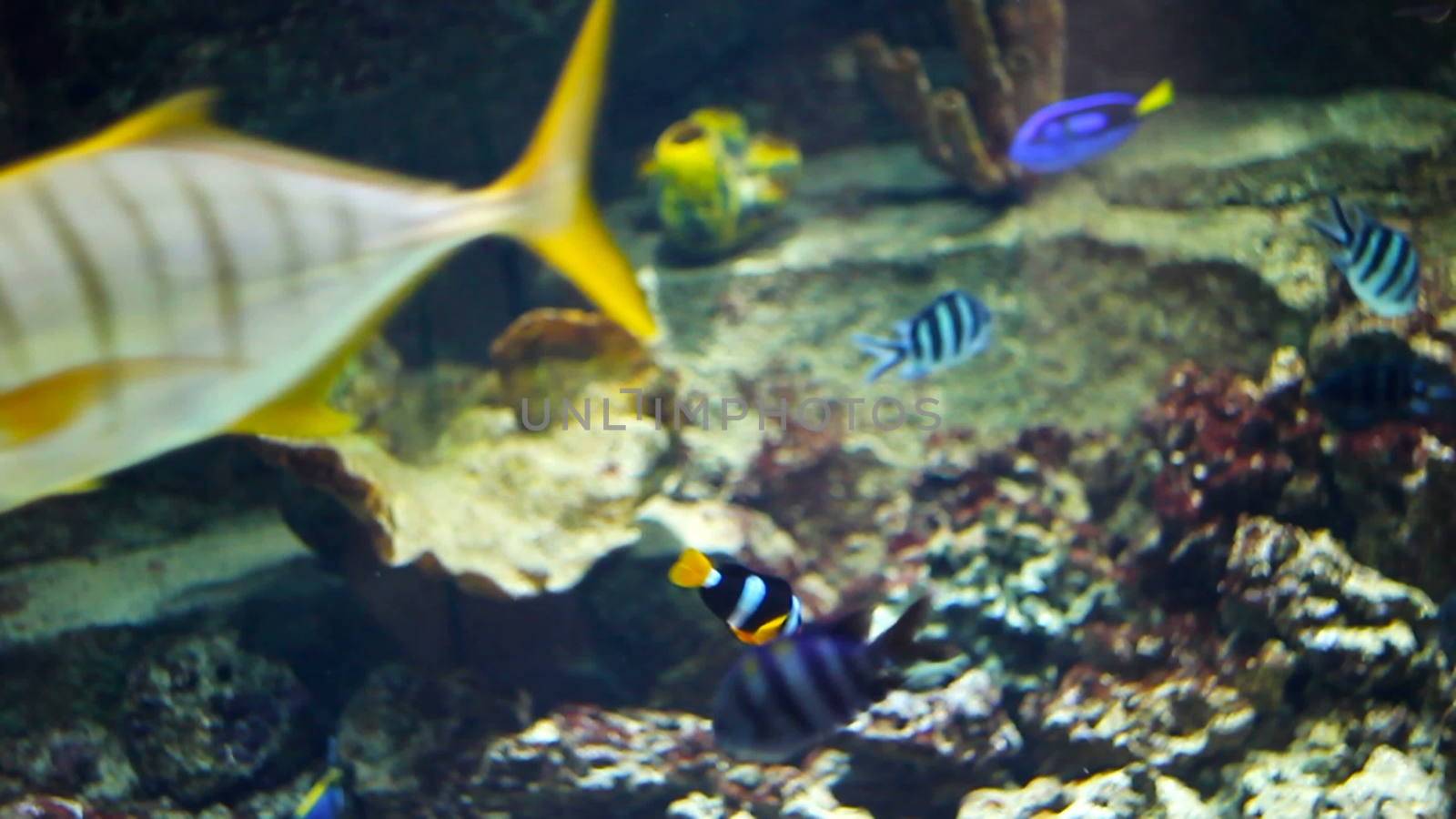 large aquarium with different kinds of fish.