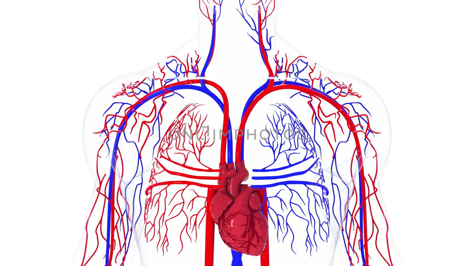Rotating model of the human circulatory system from head to toe. 3d rendering blood vessels. The medical background, computer generated.