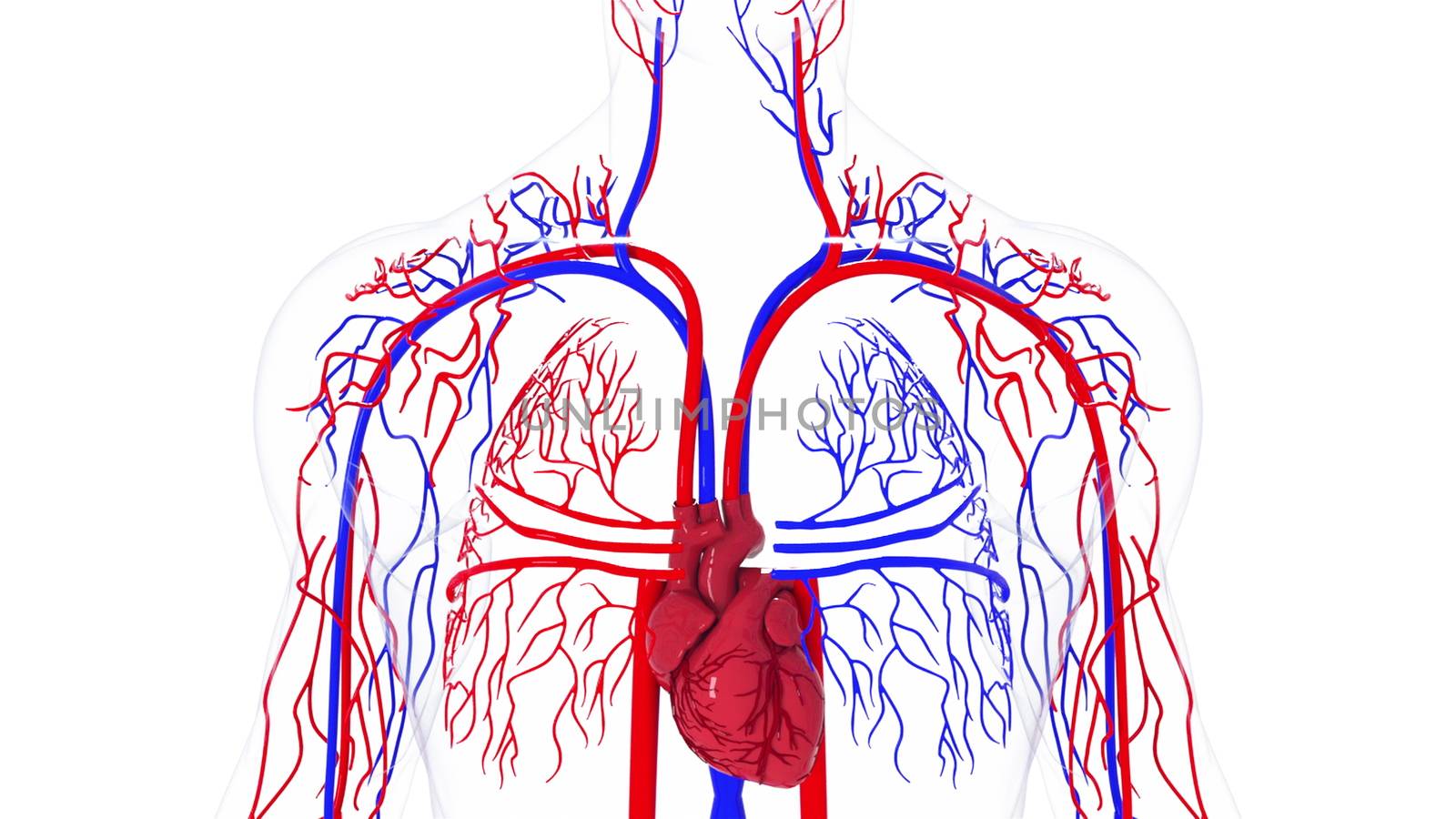 Rotating model of the human circulatory system. 3d rendering blood vessels. The medical background, computer generated. by nolimit046