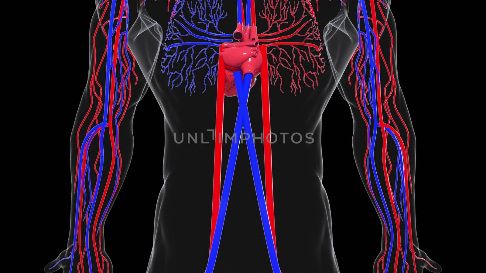 Rotating model of the human circulatory system. 3d rendering blood vessels. The medical background, computer generated. by nolimit046