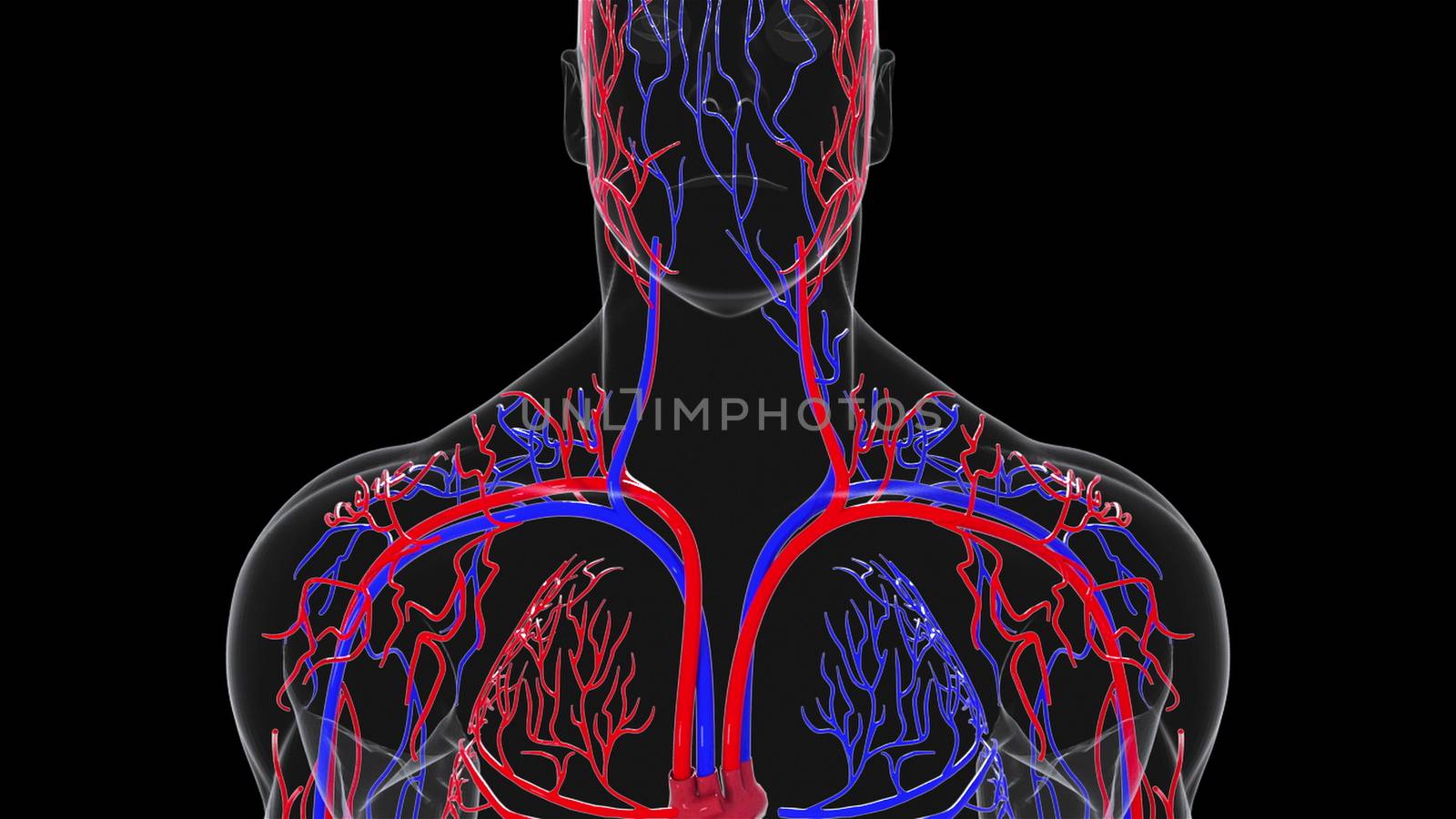 Rotating model of the human circulatory system from head to toe. 3d rendering blood vessels. The medical background, computer generated.