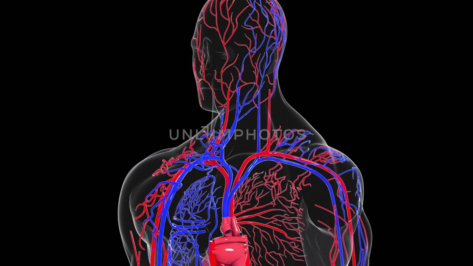 Rotating model of the human circulatory system from head to toe. 3d rendering blood vessels. The medical background, computer generated.