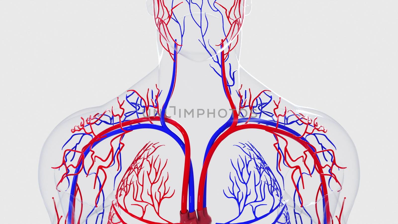 Anatomy of the human circulatory system from head to toe, computer generated. 3d rendering blood vessels. The medical background