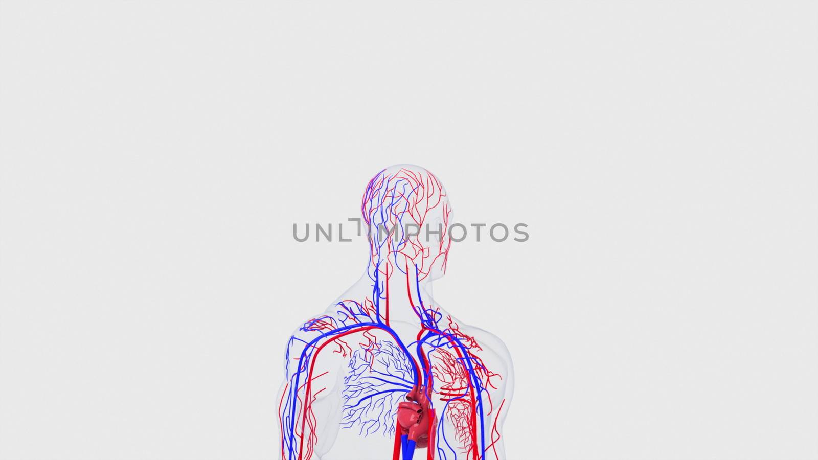 Anatomy of the human circulatory system from head to toe, computer generated. 3d rendering blood vessels. The medical background