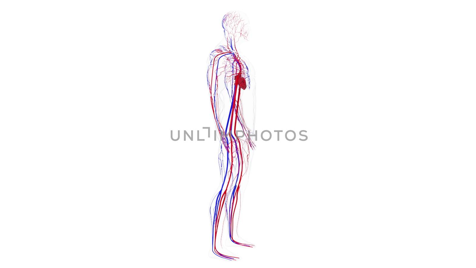 Anatomy of the human circulatory system from head to toe, computer generated. 3d rendering blood vessels. The medical background