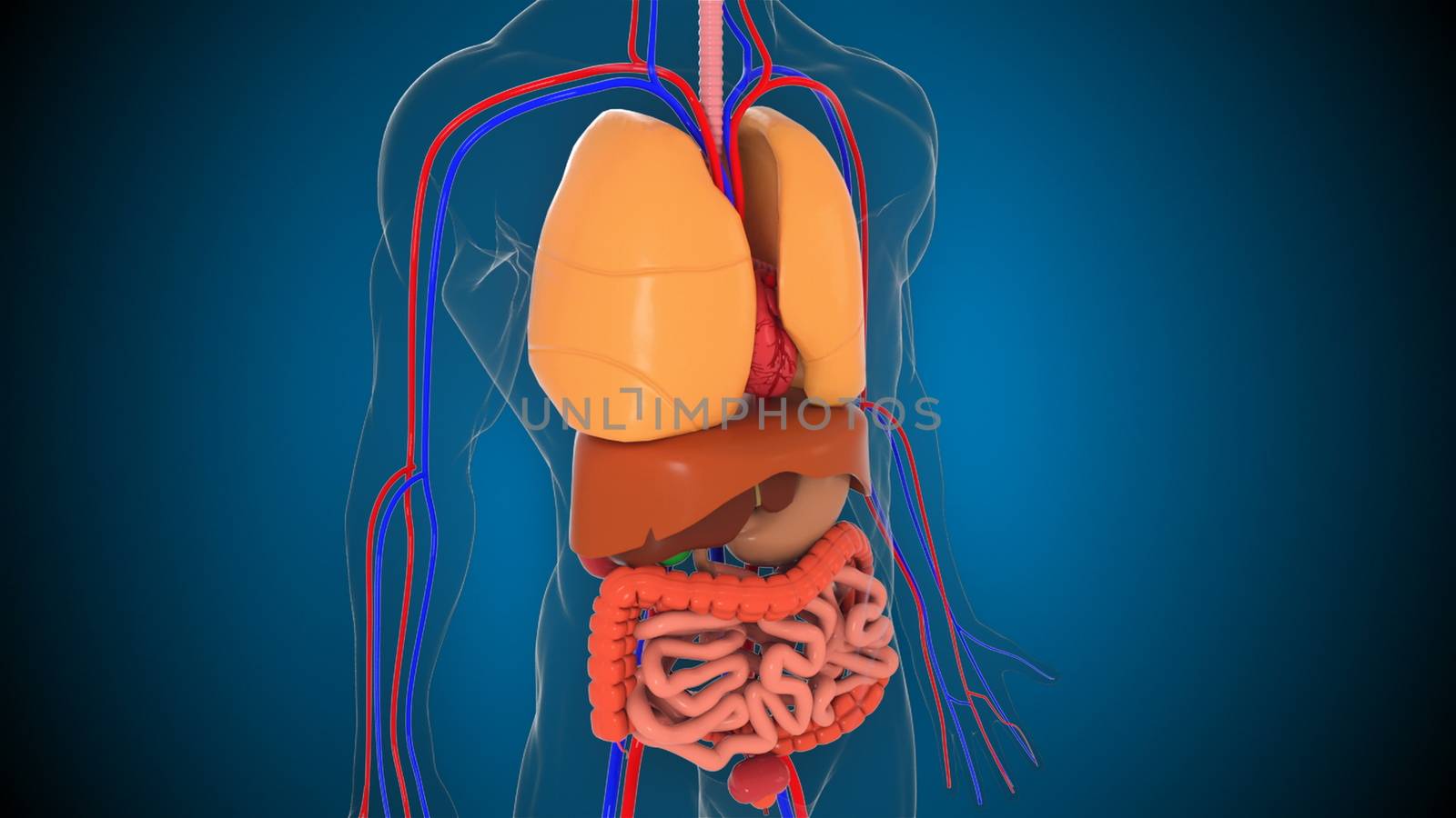 Anatomy human body model, 3d rendering background, part of human body model with organ system, medical concept