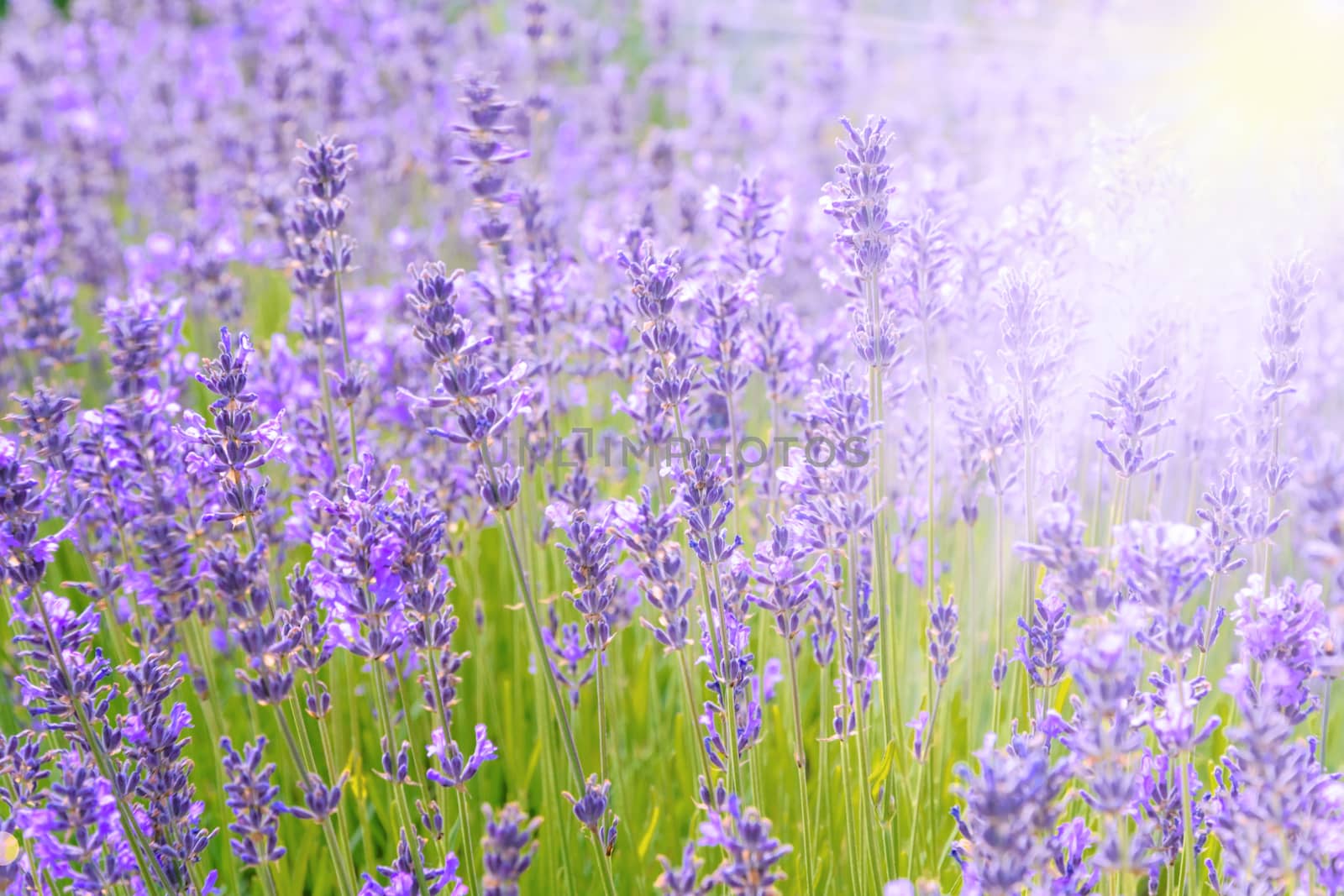 Beautiful nature background - intensely blooming lavender field in the sunlights