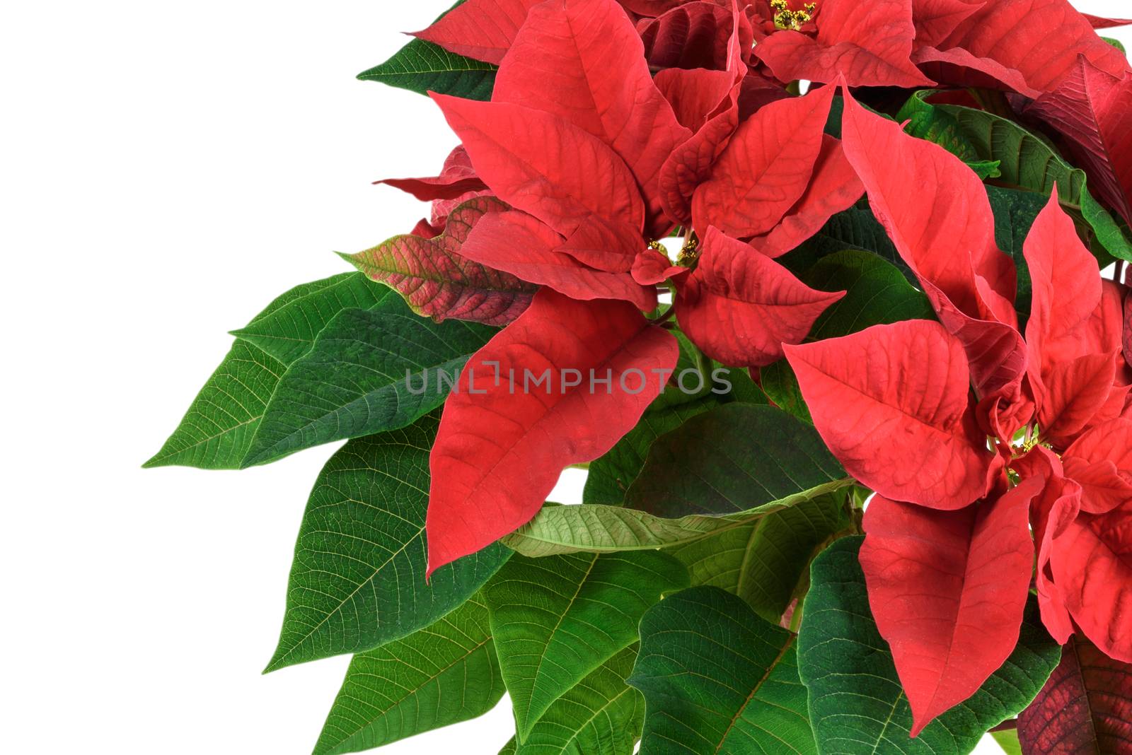 Blooming red Christmas Poinsettia flower in close-up isolated on a white background (top view)