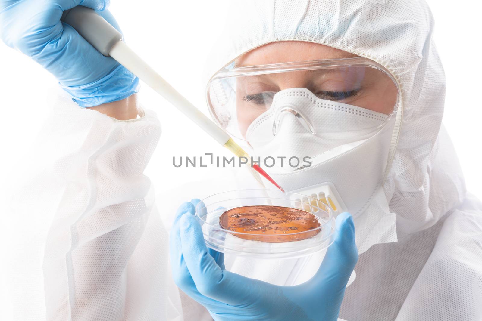 Scientist or laboratory worker growing infectious viruses or bacteria on petri dish for research and development