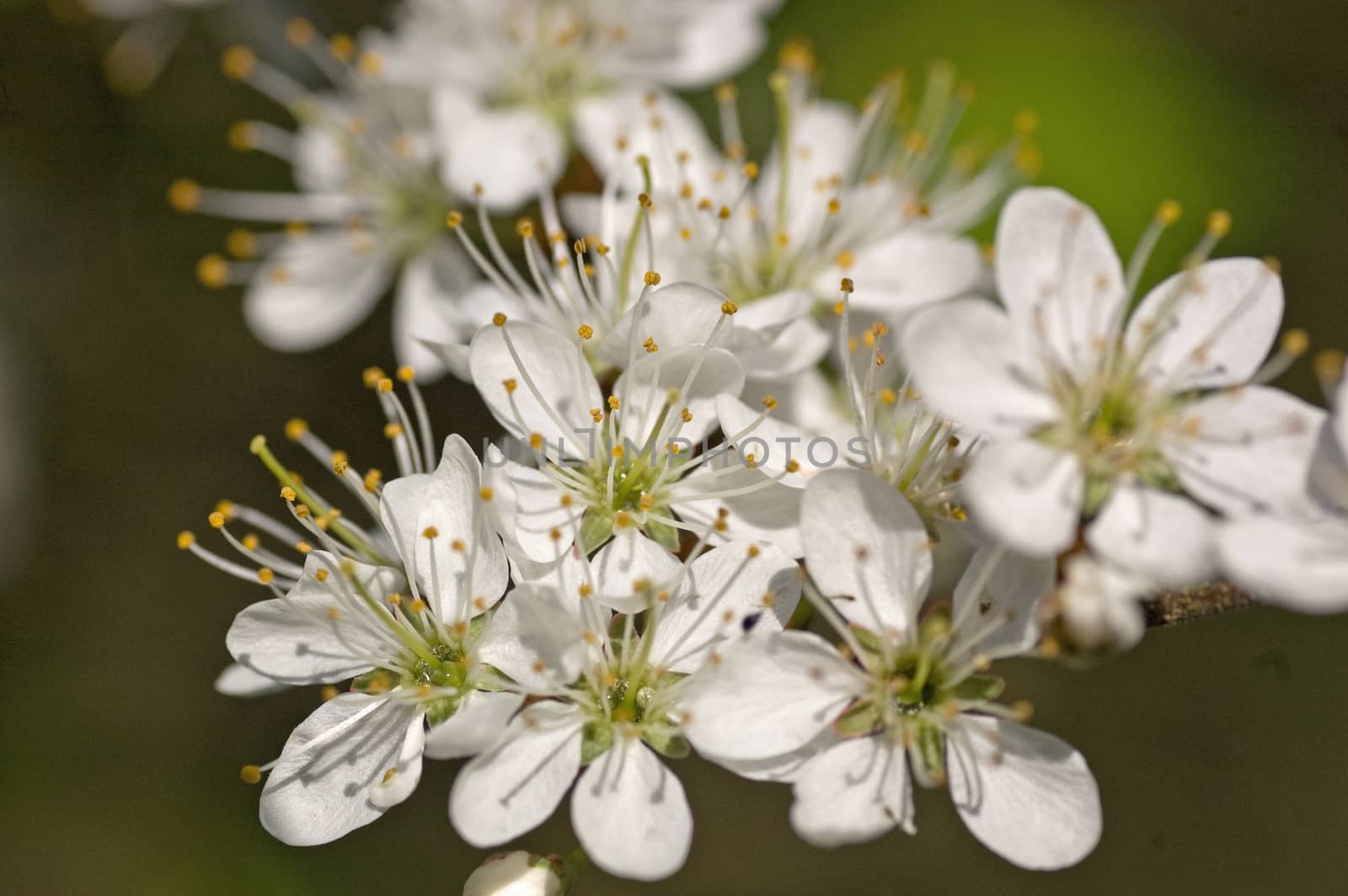 Blossom on a May tree. Springtime hedgerow.