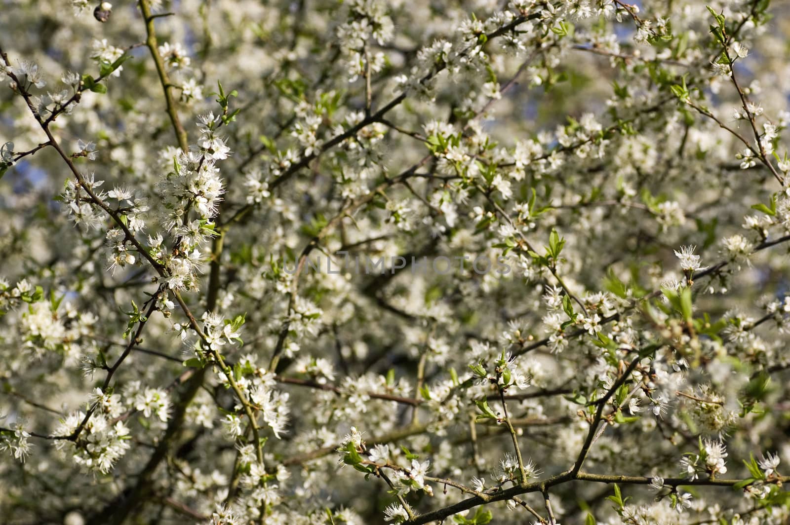 Spring blossom on a May tree hedgerow.