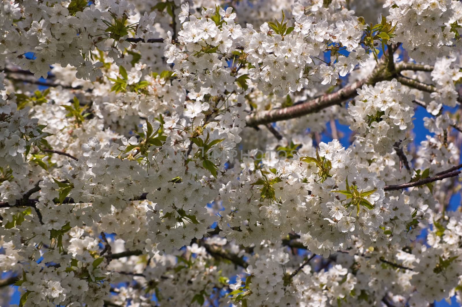 Flowering Cherry Tree close-up by BasPhoto