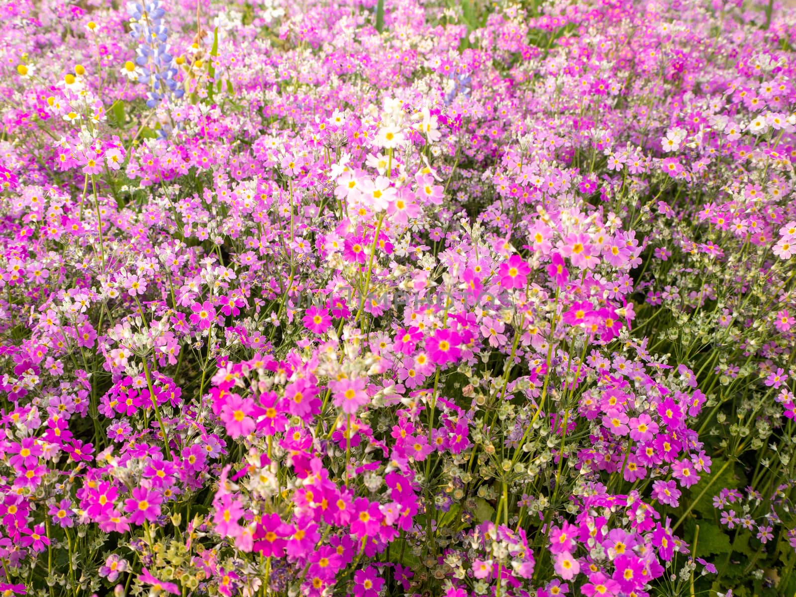 The field of cosmos Violet flower