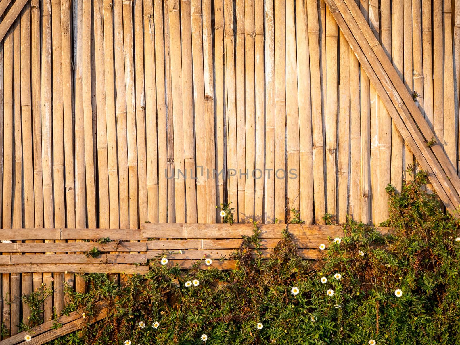 The Beautiful and natural bamboo fence or wall background