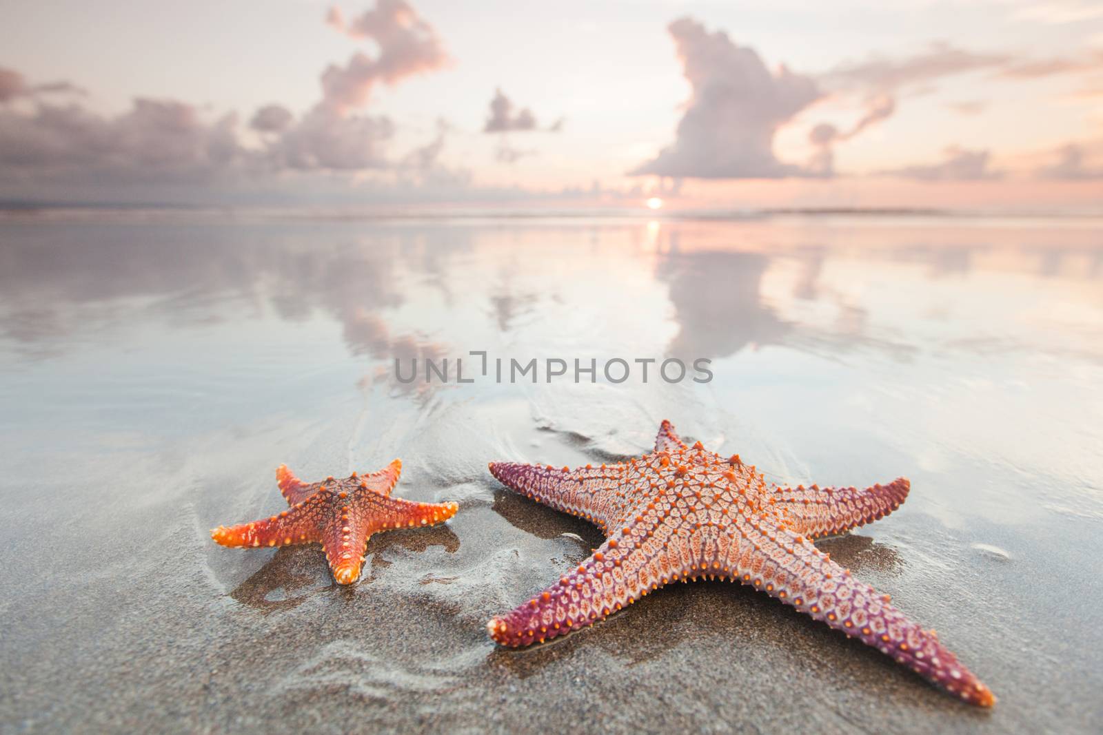 Two starfish on beach at sunset as summer vacation symbol