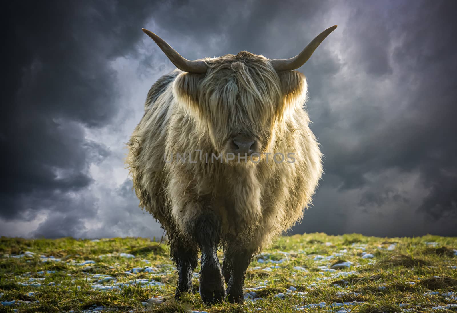Scottish Highland Cow In Winter by mrdoomits