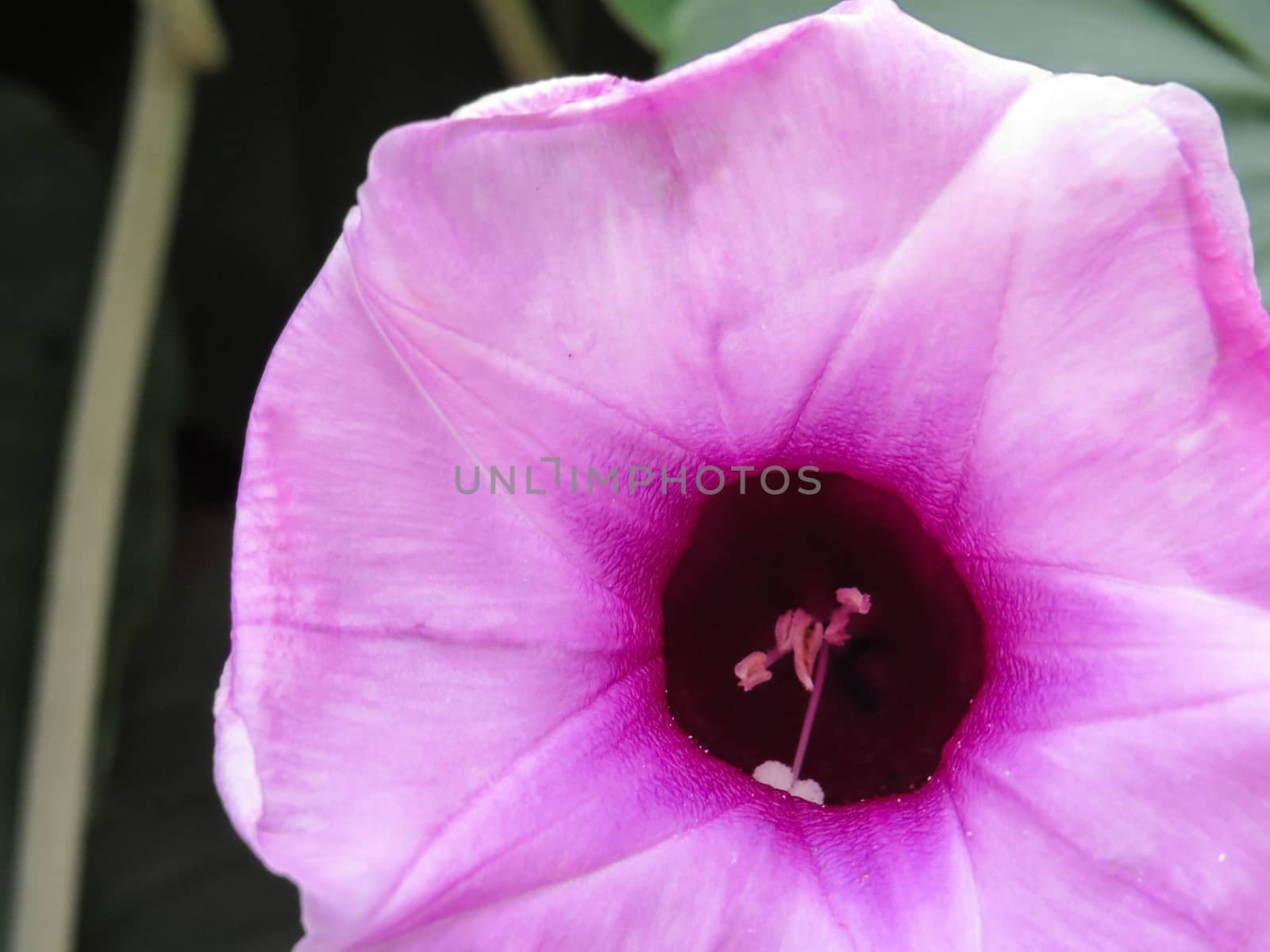 Argyreia nervous. Purple creeper flower in close up, outside area - Elephant creeper