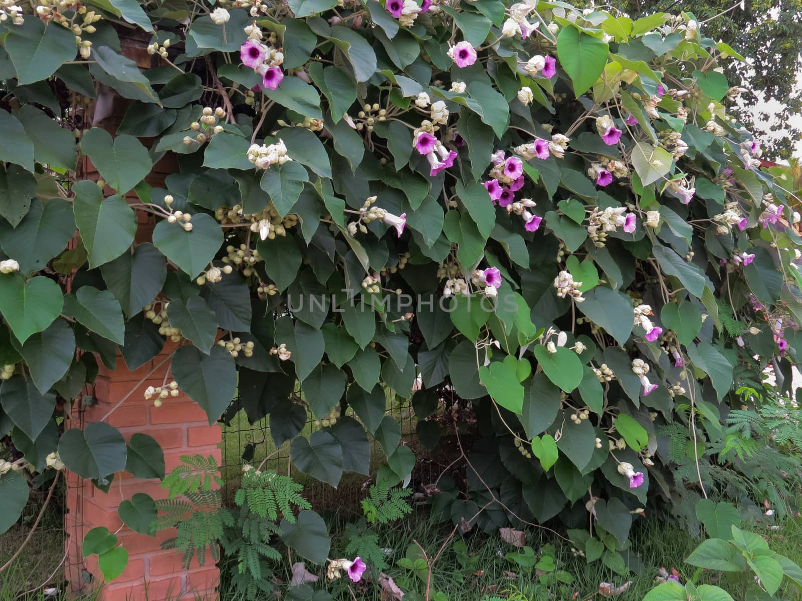 Argyreia nervous. Wall covered with the Elephant creeper, with several flowers and lush foliage.