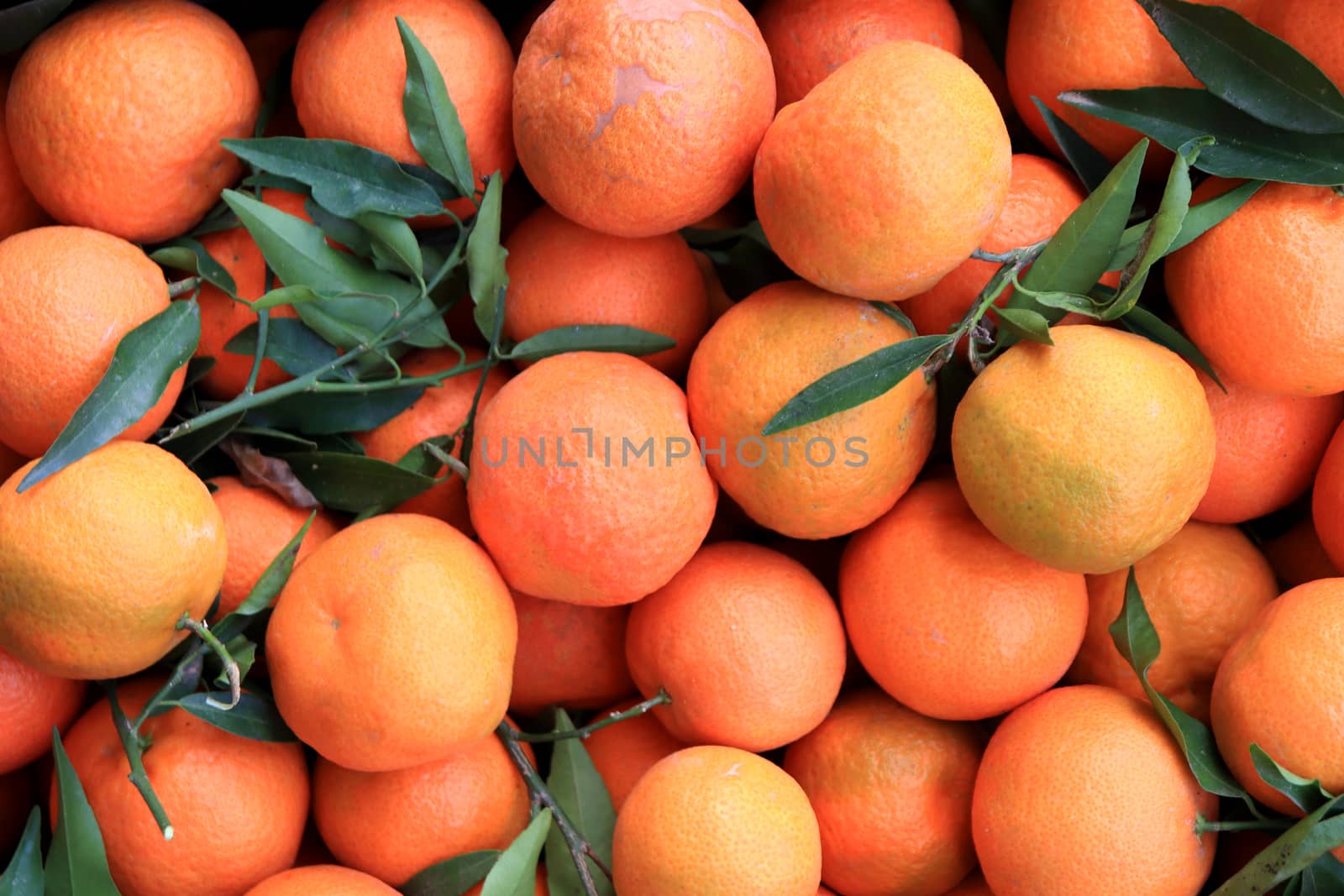 Mandarins with leaves background. Lots of tangerines showcase texture.
