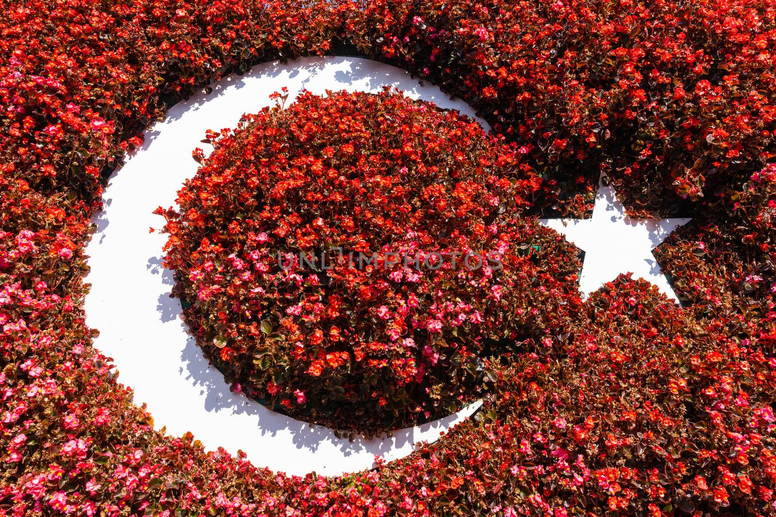 Turkish flag made of red flowers. by gutarphotoghaphy