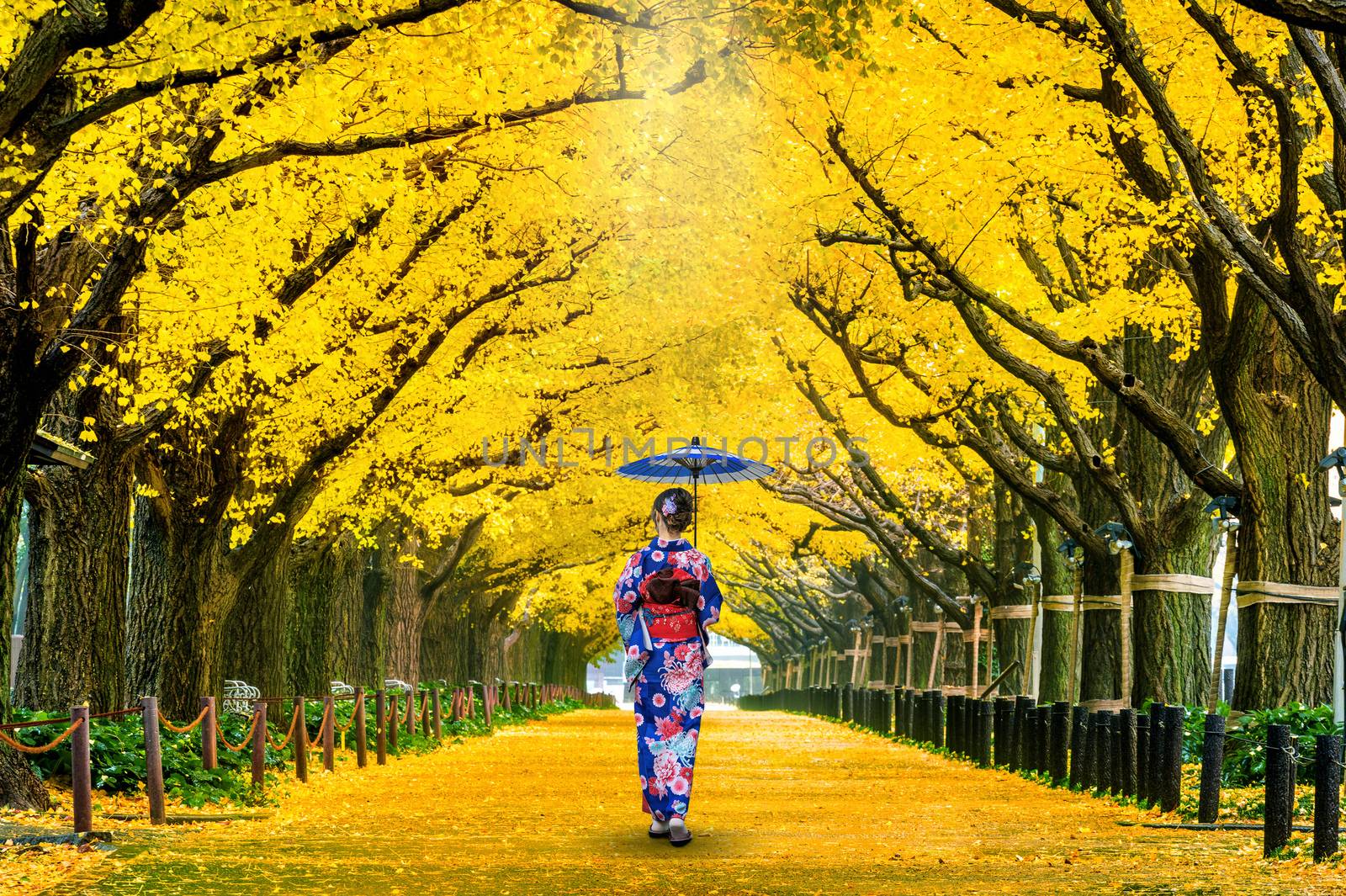 Beautiful girl wearing japanese traditional kimono at row of yellow ginkgo tree in autumn. Autumn park in Tokyo, Japan. by gutarphotoghaphy
