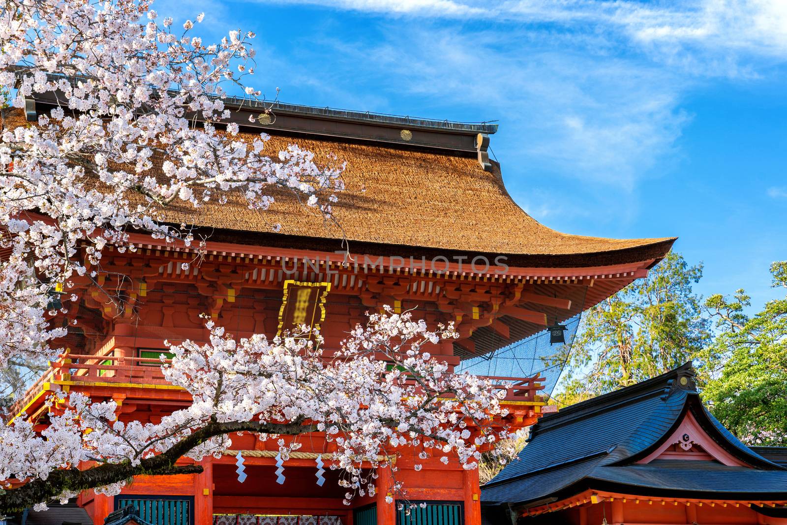 Japan shrine and Cherry blossoms in spring, Japan. by gutarphotoghaphy