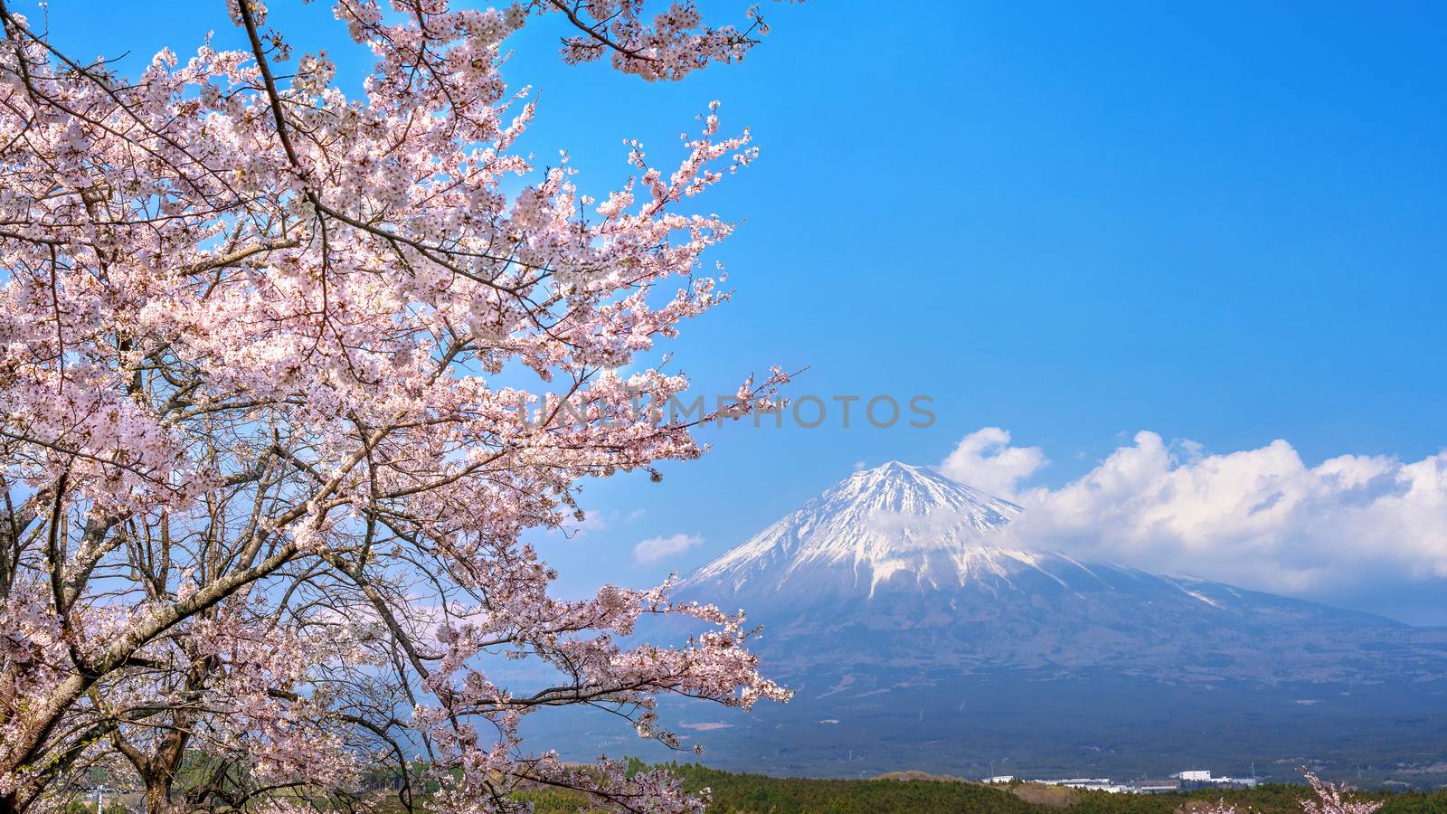 Fuji mountain and cherry blossom in spring, Fujinomiya in Japan. by gutarphotoghaphy