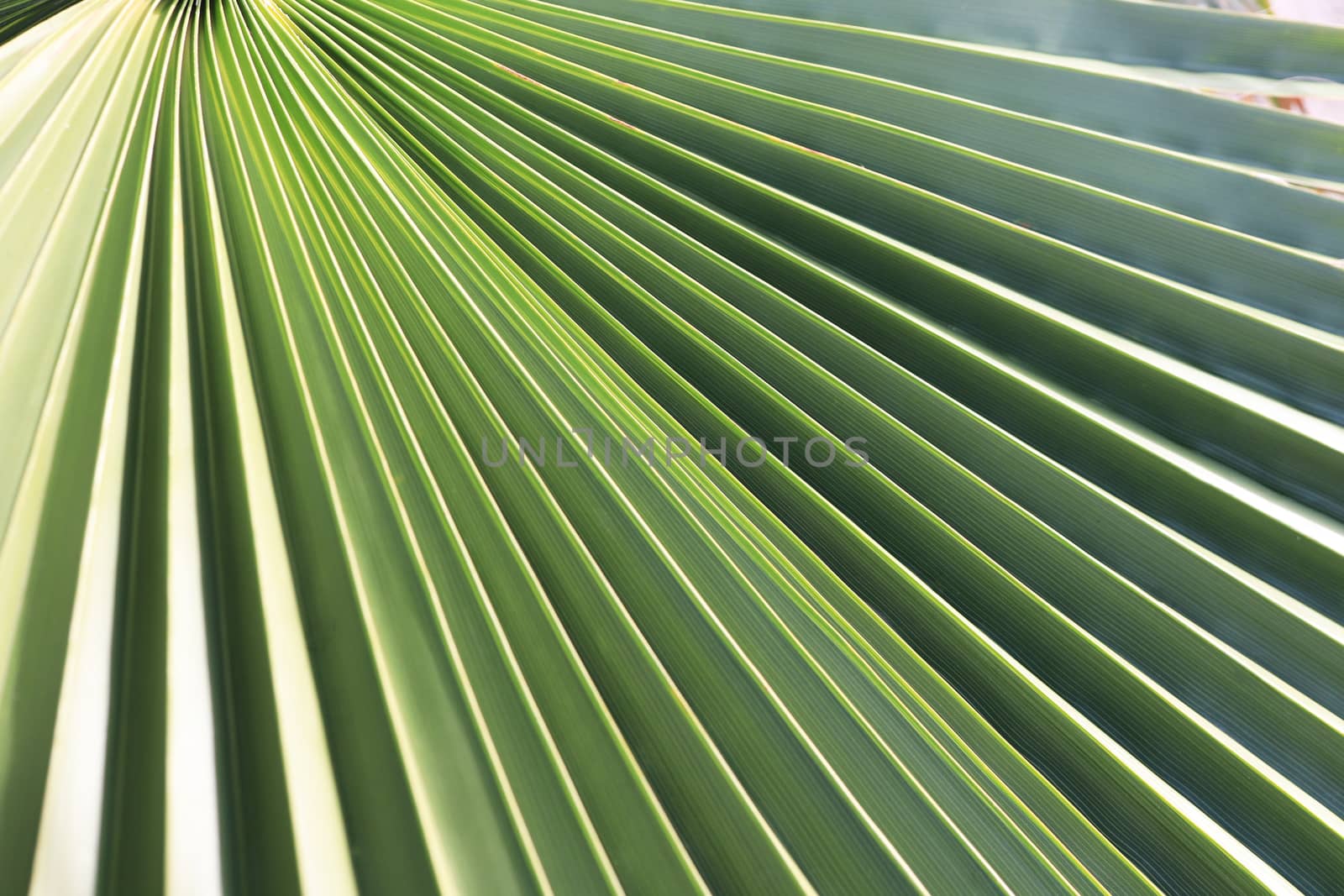Palm leaf texture. Exotic tree branch background.