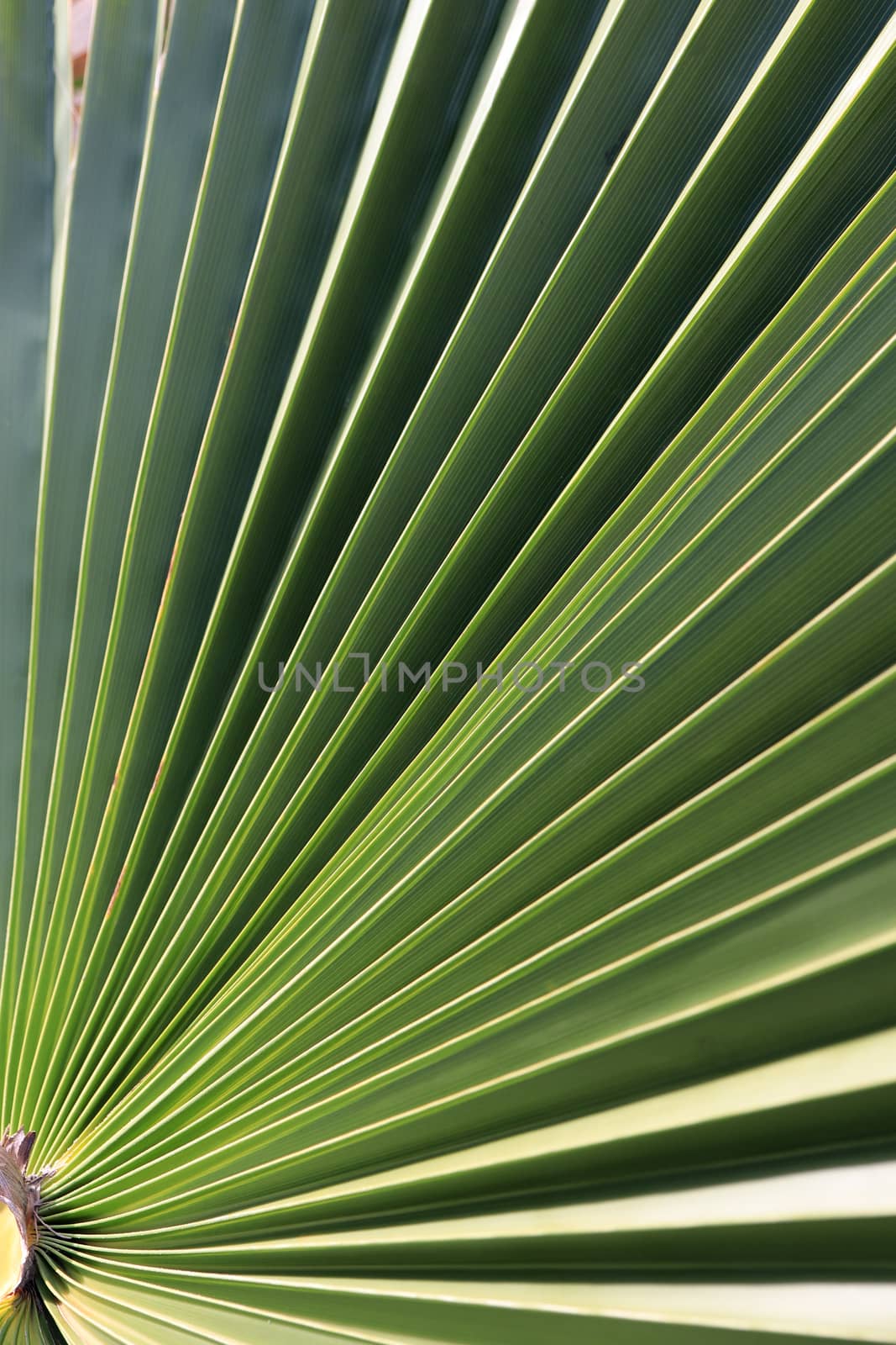 Exotic tree branch background. Palm leaf texture.