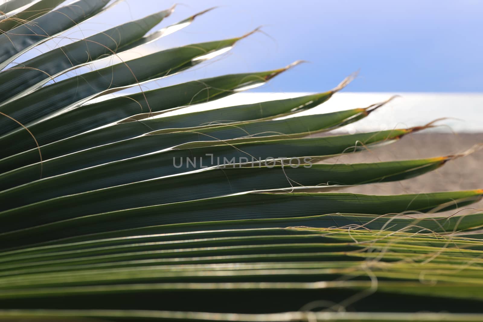 Palm leaf texture. Exotic tree branch. Sea and sky on background.