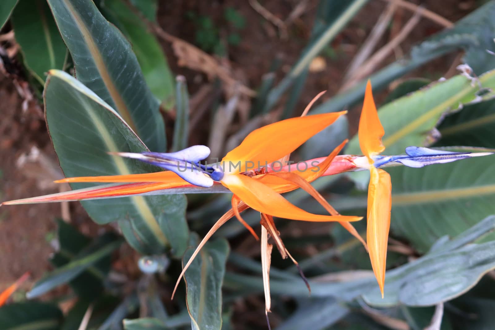 Exotic sharp acute orange flower.