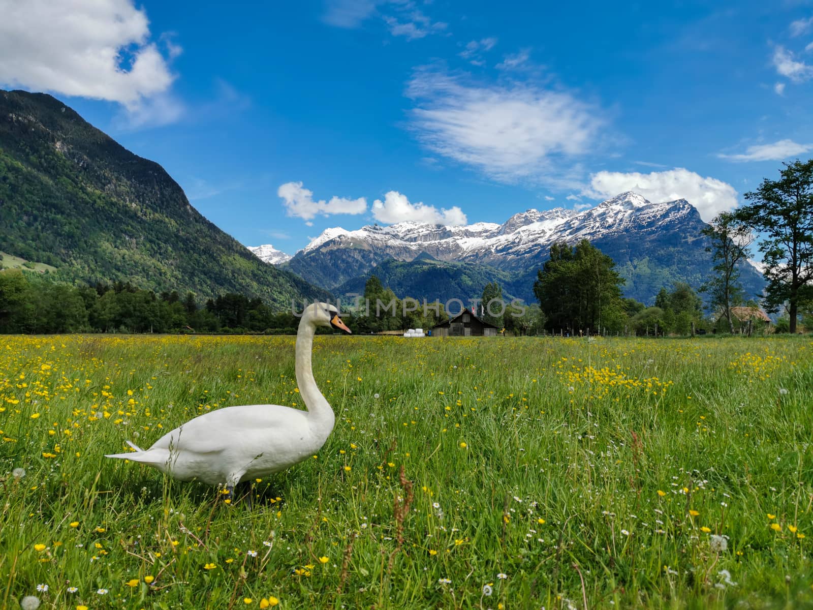 Swan in grass in canton Uri, Switzerland with swiss alps in back by PeterHofstetter