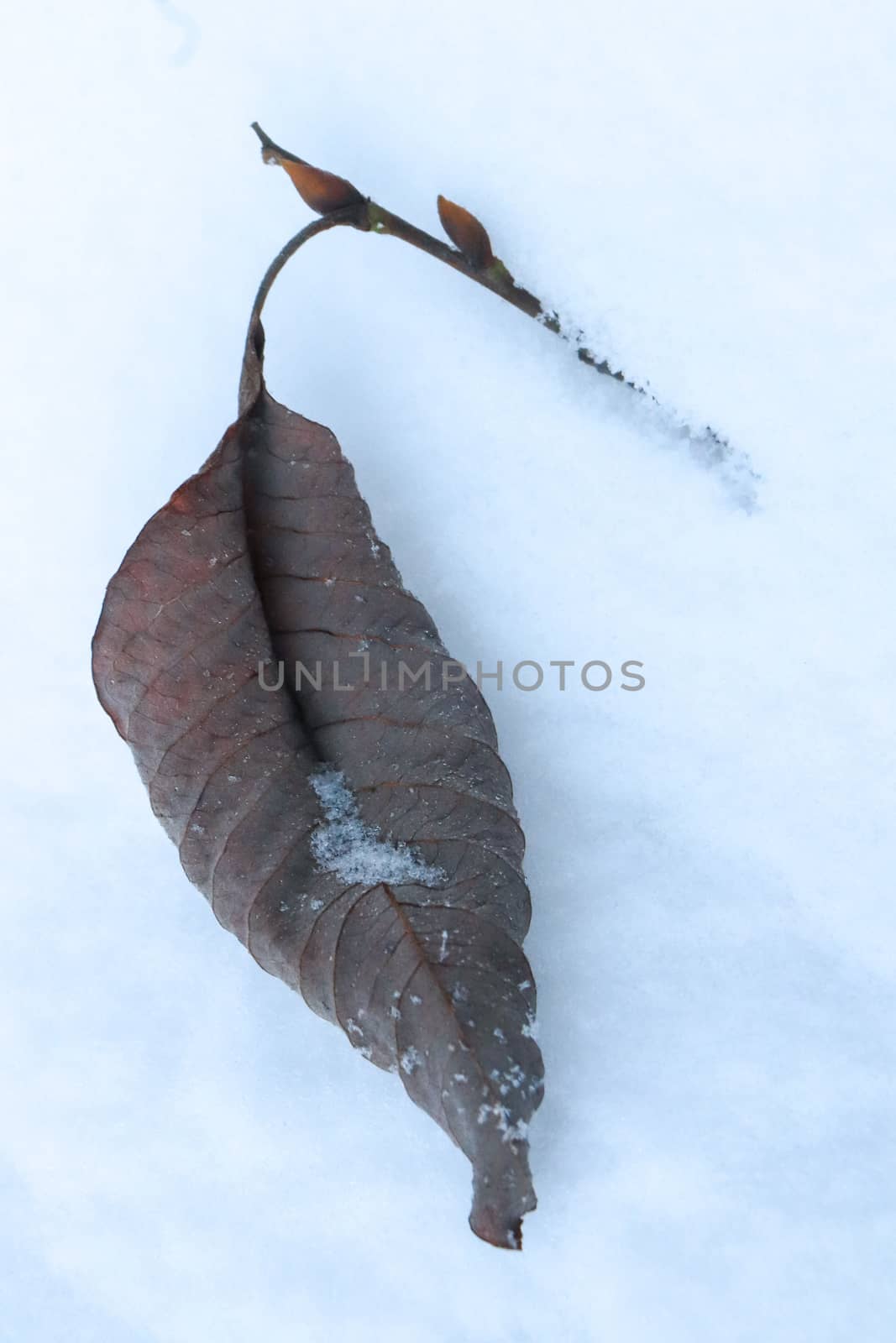 Dry leaf with a branch lies in the snow by sanches812