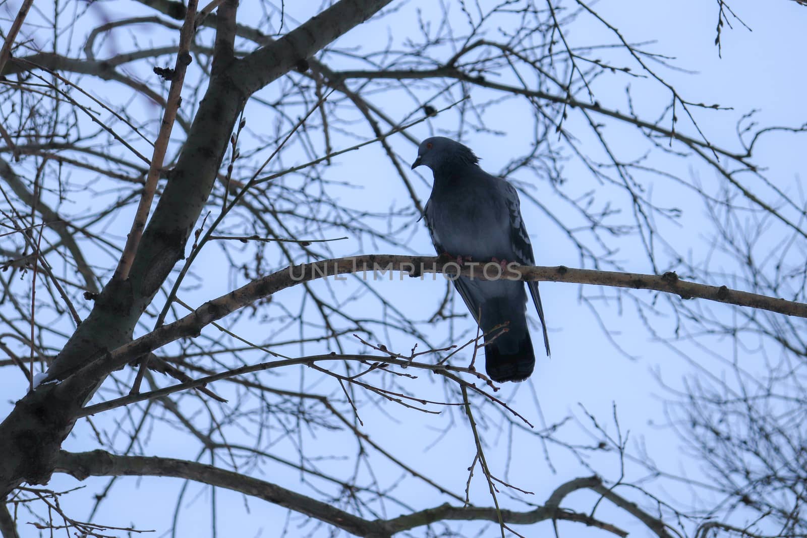 City dove bird sitting on brunch. by sanches812