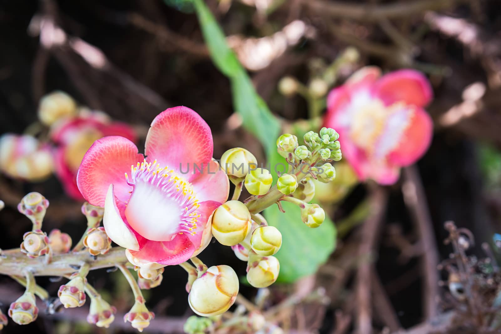 Cannonball flower (Couroupita guianensis) on the tree by stoonn