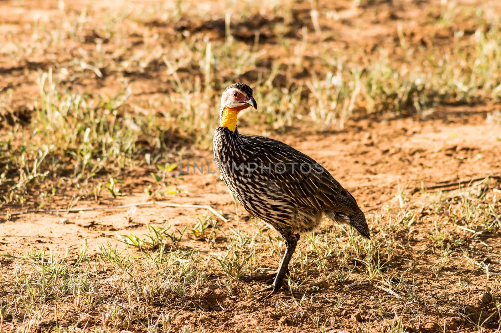 Yellow-necked Francolin Pternistis leucoscepus spurfowl on the d by Philou1000