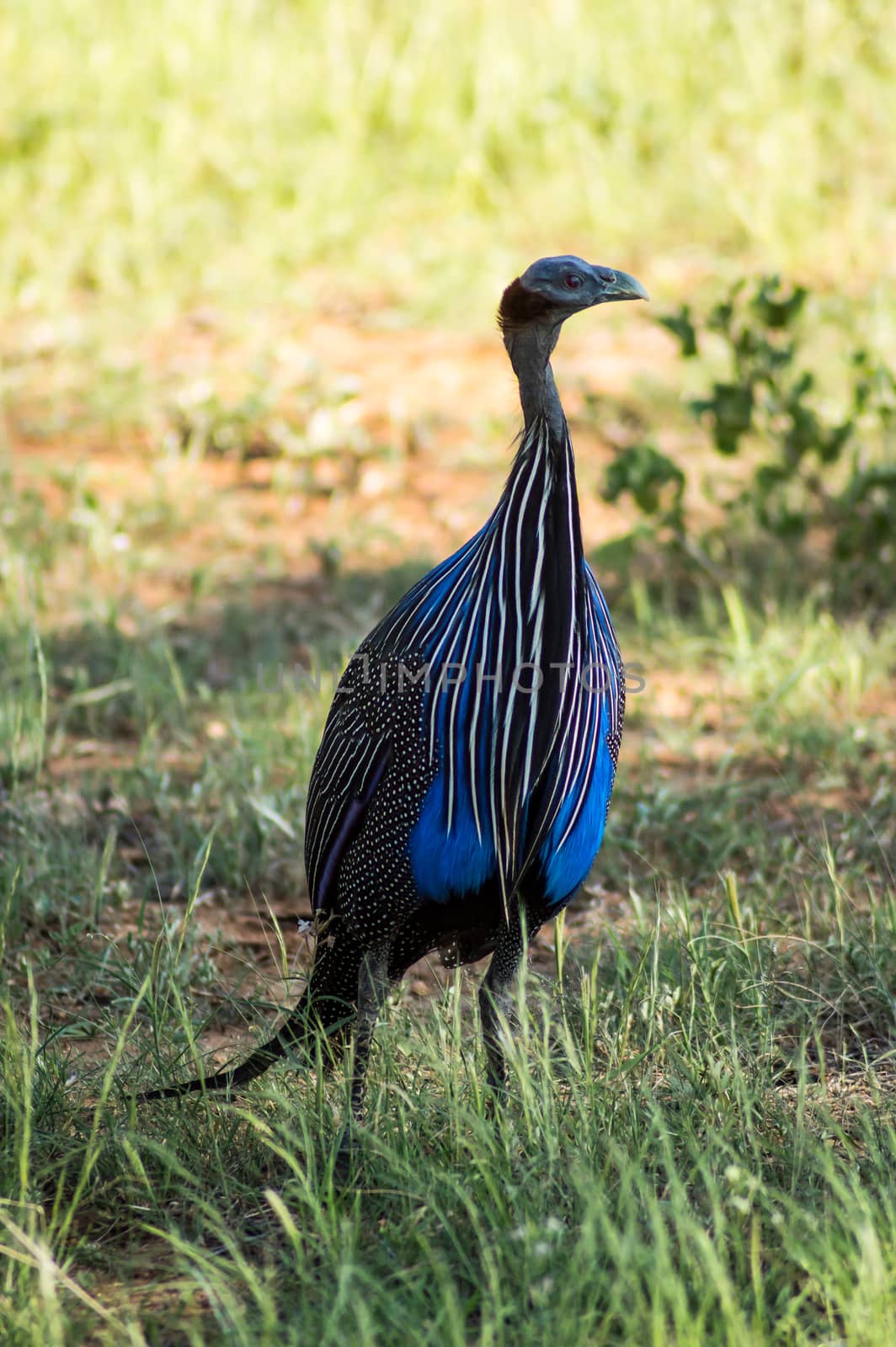 Wildlife scene in the nature of Samburu Park. Kenya bird, guinea fowl, african forest.