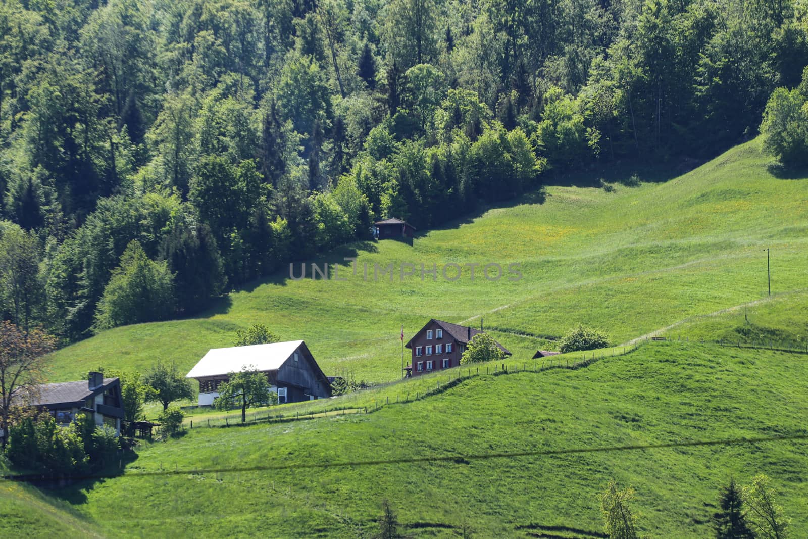 swiss alp farm house with green grass and forest