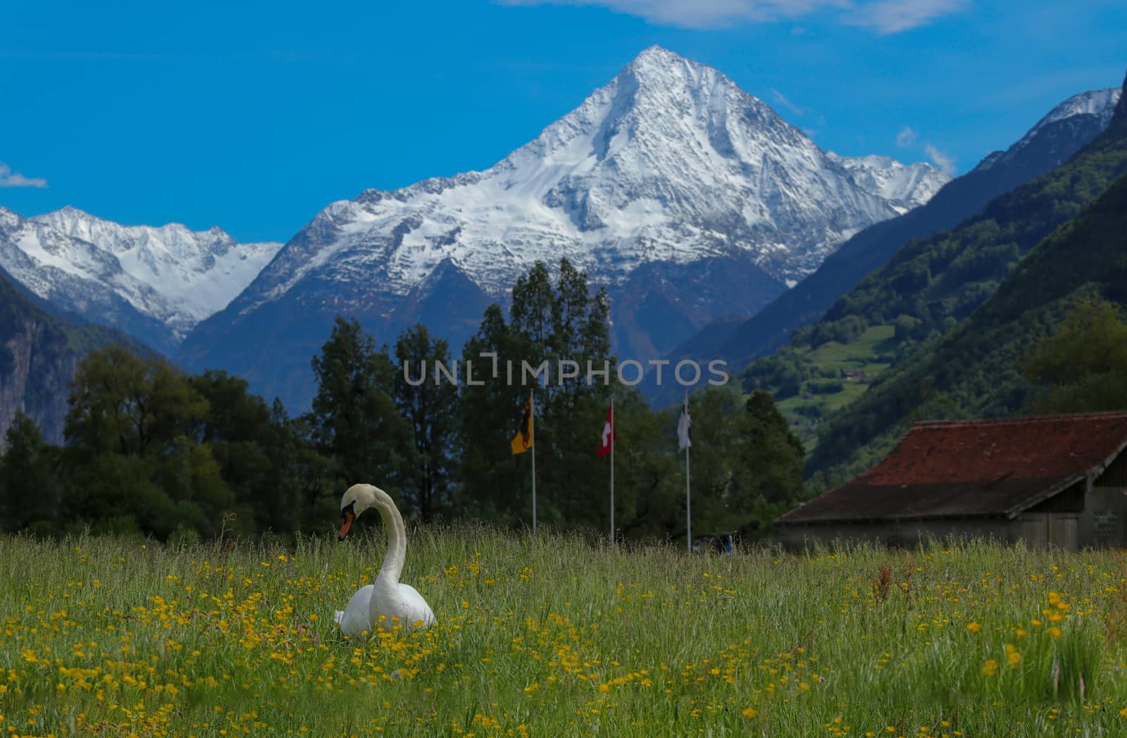 Swan in grass in canton Uri, Switzerland with swiss alps by PeterHofstetter