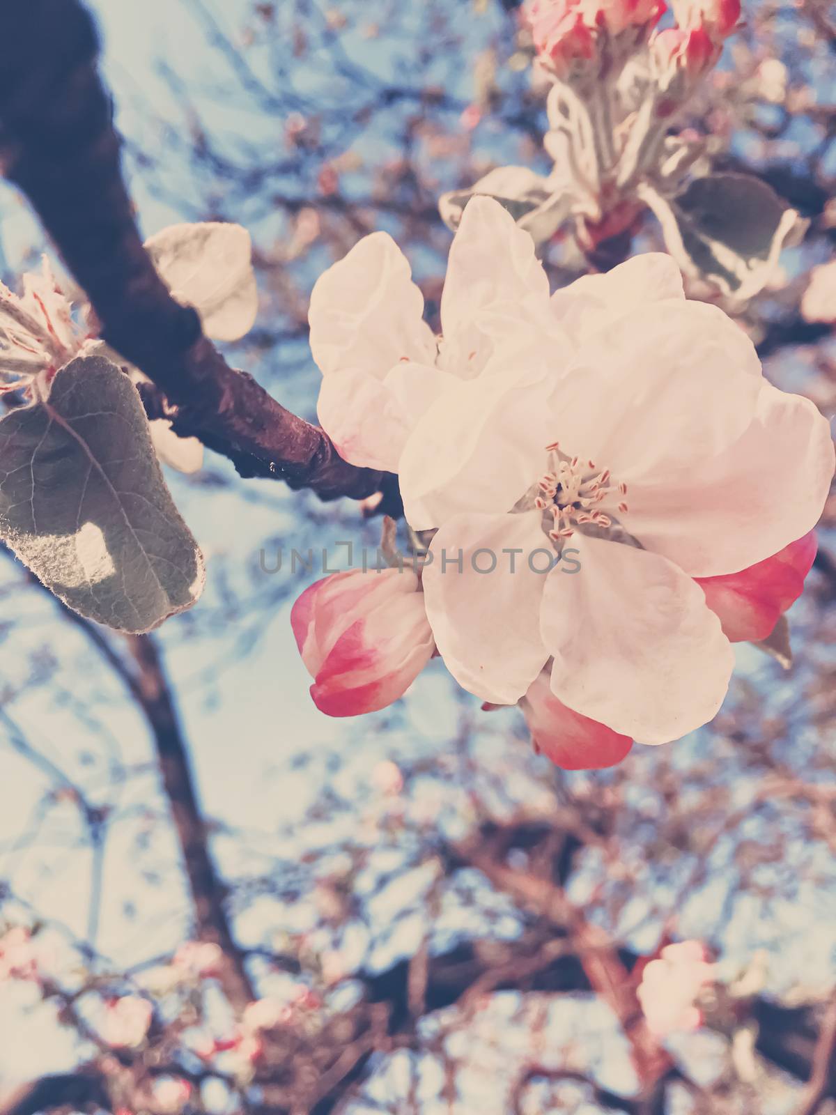 Blooming apple tree flowers in spring as floral background by Anneleven