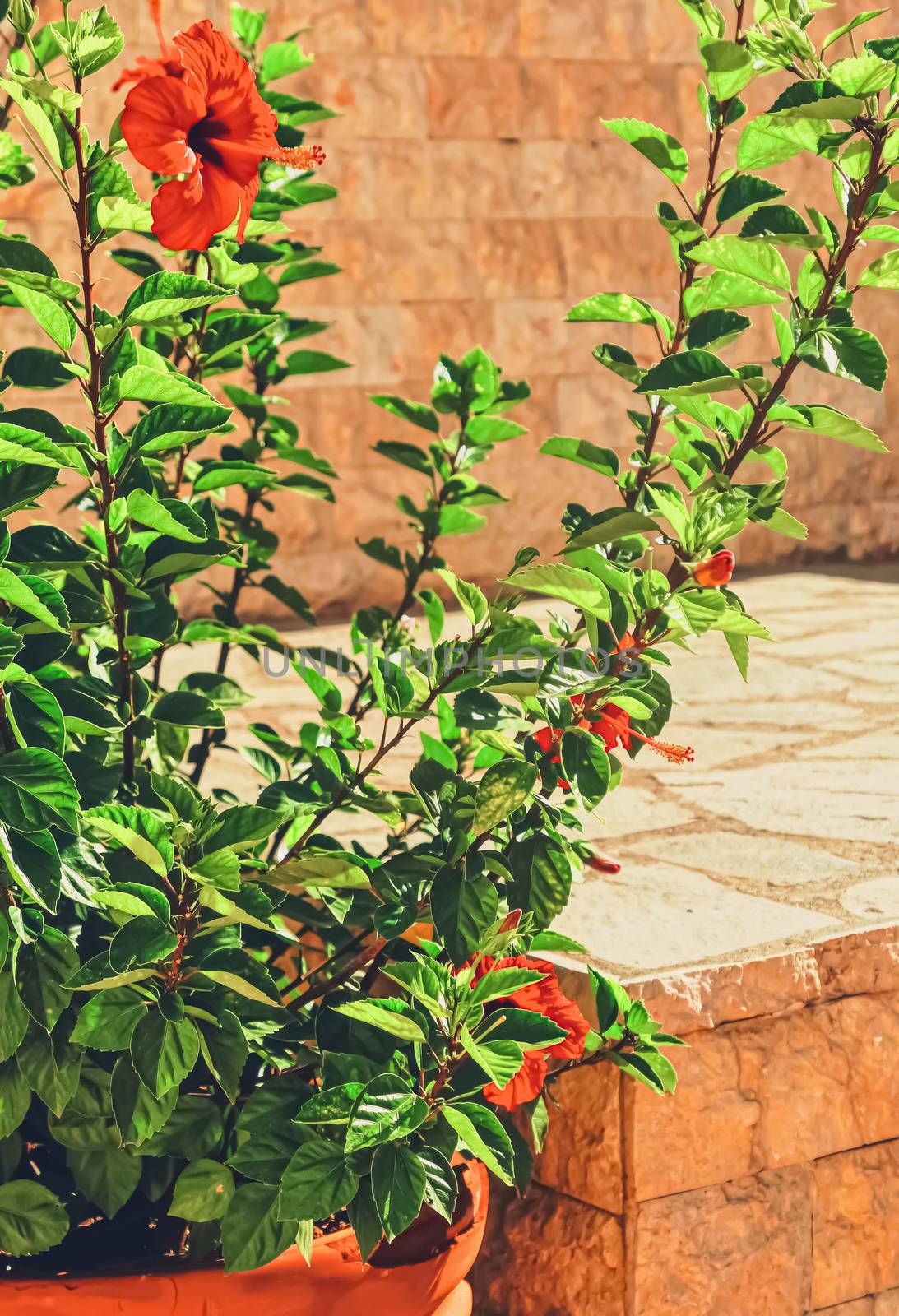 Plant in a pot in an ancient town in summer by Anneleven