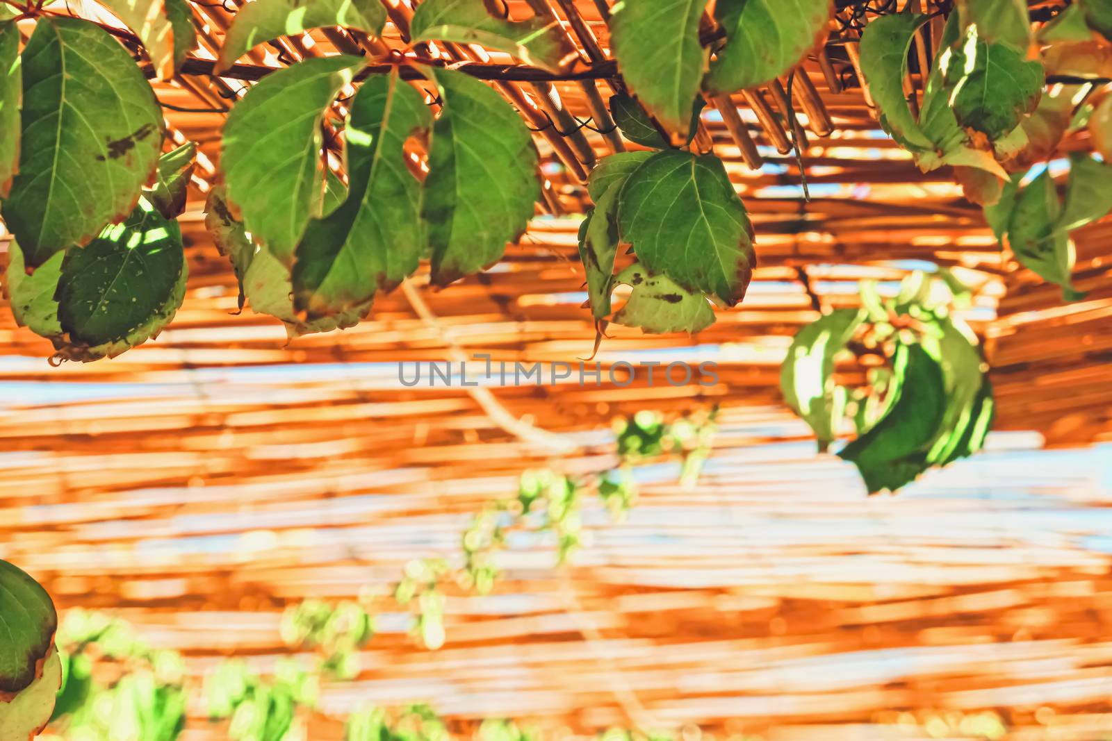 Wooden roof on the beach, nature and design