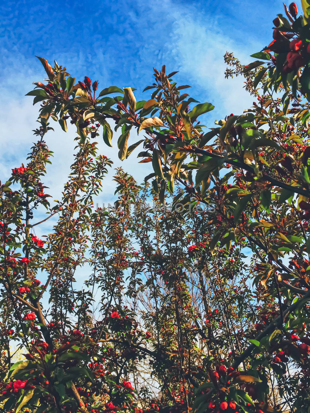 Red berries on tree at sunset in spring, nature and agriculture