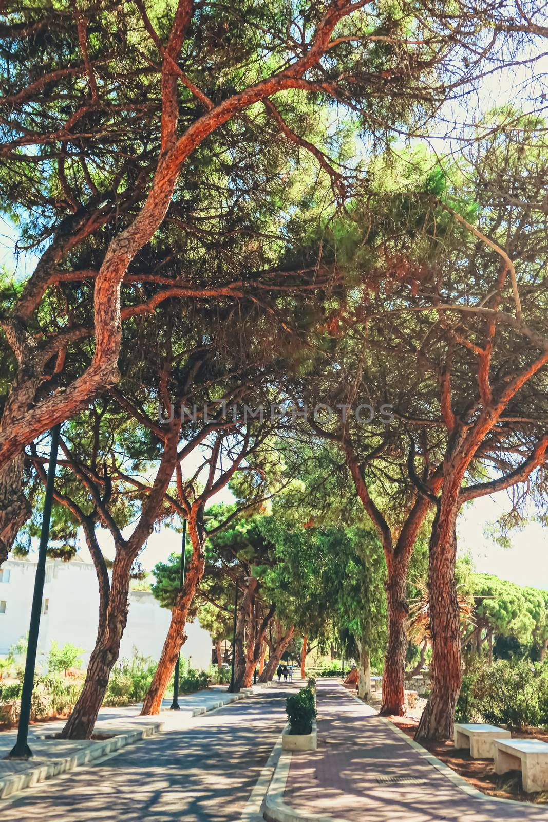 Beautiful trees in southern climate in summer by Anneleven