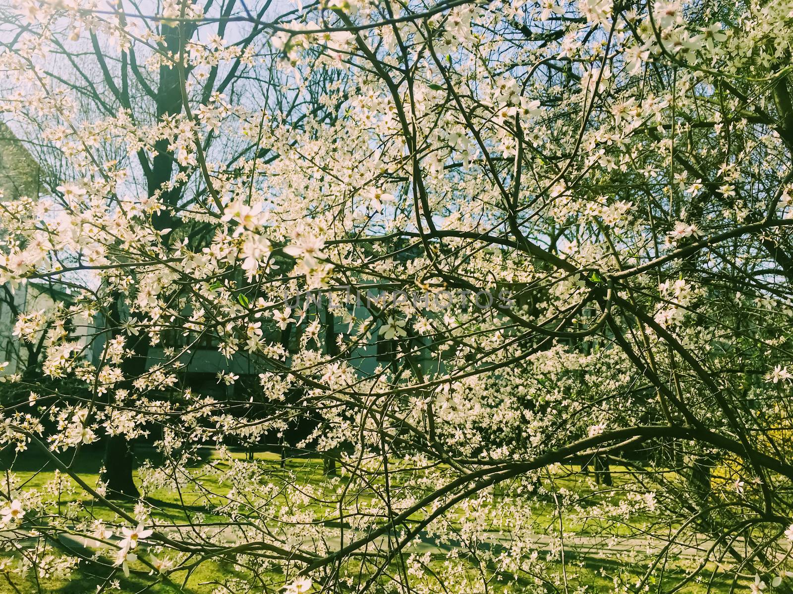 Blooming apple tree flowers in spring as floral background, nature and agriculture