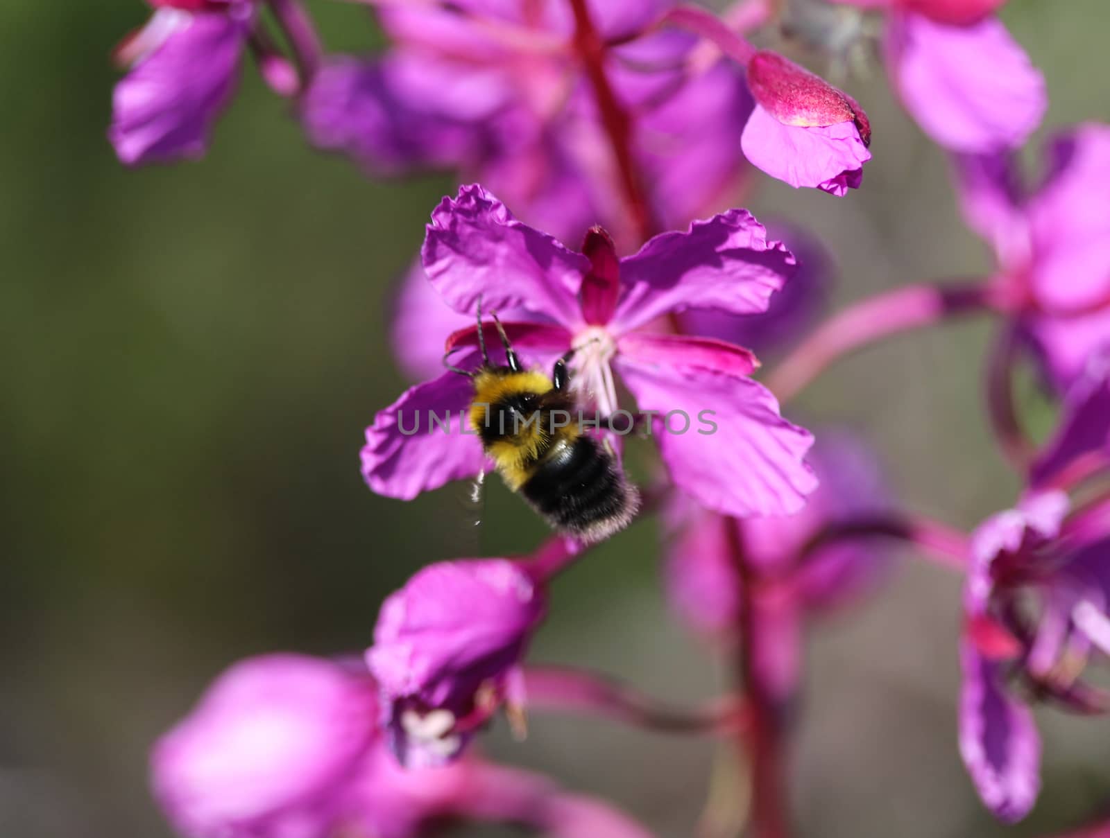 Close up of Bombus bohemicus, also known as the gypsy's cuckoo bumblebee